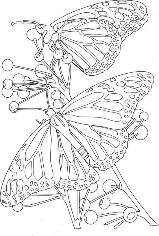 Flowers and Butterflies Coloring Pages Picture 10 550x814 picture