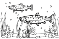 salmon coloring page salmon coloring page