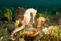 seepferdchen saugetiere