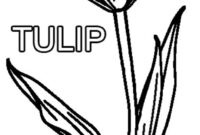 tulip coloring pages