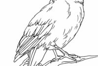 cardinal color page cardinal color page