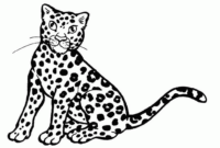 album de coloriage de guepard album de coloriage de guepard