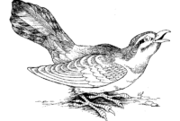 oiseau a colorier oiseau a colorier