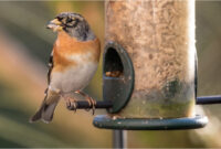 kornerfresser vogel kornerfresser vogel