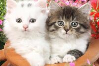 maestromuigelangelsanjosedecalasaszblog 4cm les animaux