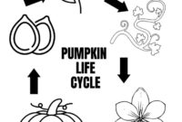 life cycle of a pumpkin coloring page life cycle of a pumpkin coloring page