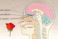 epithelium olfactif epithelium olfactif