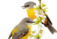 41 coloriage oiseau gif 41 coloriage oiseau gif