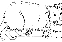 opossum coloring page opossum coloring page