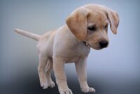 dessin labrador beige dessin labrador beige