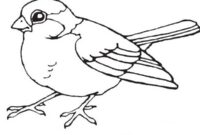 color page bird color page bird