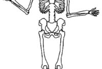 skeleton anatomy coloring pages skeleton anatomy coloring pages