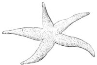 starfish coloring page starfish coloring page