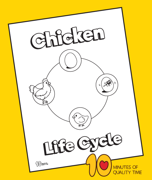 Chicken life cycle coloring page | Chicken coloring pages, Life cycles