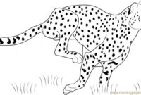 easy cheetah coloring pages easy cheetah coloring pages