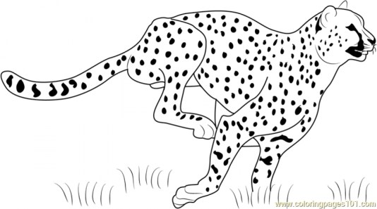 20+ Free Printable Cheetah Coloring Pages - EverFreeColoring.com