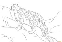 clouded leopard coloring page clouded leopard coloring page