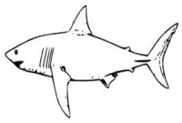 free shark printables free shark printables
