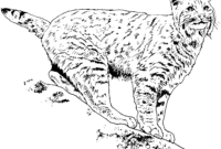 coloring pages lynx