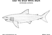 great white coloring page