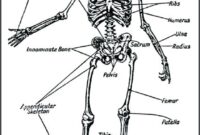 skeletal system coloring page