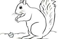 squirrel coloring page squirrel coloring page