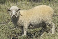 comment dessiner une brebis comment dessiner une brebis