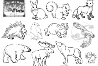 artic animal coloring pages artic animal coloring pages