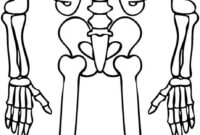 color skeleton color skeleton