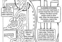body systems coloring pages body systems coloring pages