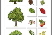 warum verlieren baume ihre blatter warum verlieren baume ihre blatter