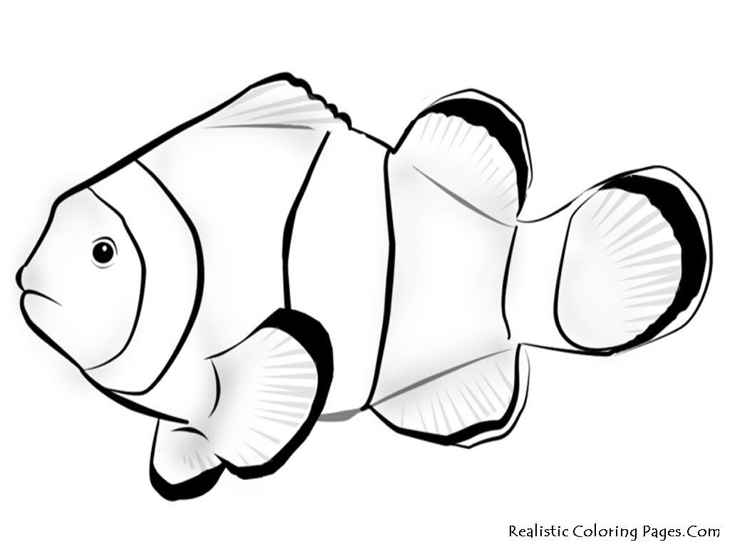 √ Realistic Ocean Fish Coloring Pages | Fischlexikon