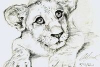 dessin de lionceau dessin de lionceau