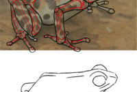 comment dessiner une grenouille facile comment dessiner une grenouille facile