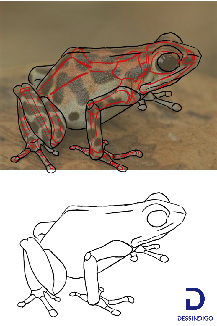 Comment dessiner une grenouille | Dessin grenouille, Dessin cameleon