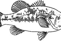 bass fish coloring page bass fish coloring page