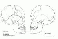 skeleton anatomy coloring pages skeleton anatomy coloring pages