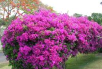 arbuste interieur qui fleurie au 10ans arbuste interieur qui fleurie au 10ans