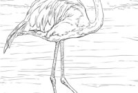 coloring pages of flamingos