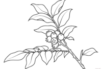 branch coloring page