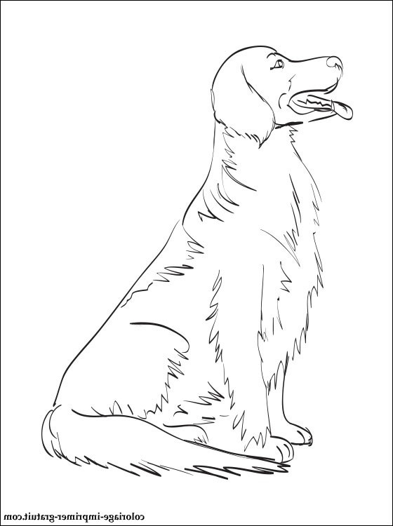 9 Impressionnant De Dessin Golden Retriever Photos - Coloriage