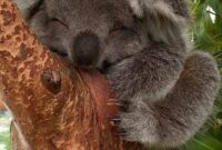 image squentielle koala image squentielle koala