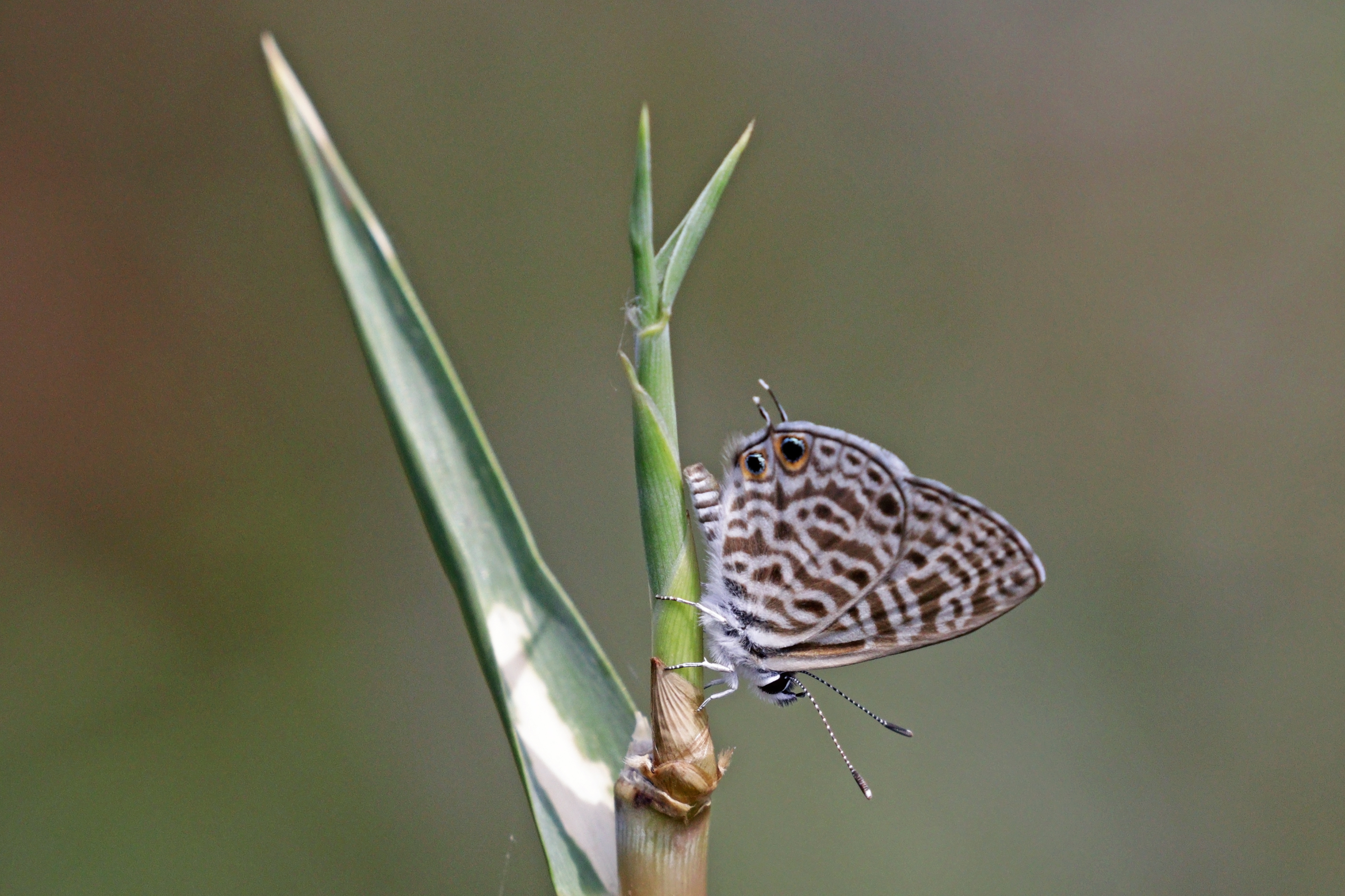 File:madagascar Zebra Blue (Leptotes Rabefaner concernant Zebre Dans