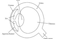 human eye coloring page human eye coloring page