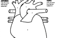 human heart coloring pages human heart coloring pages