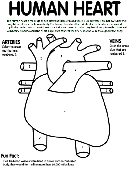 Human Heart Coloring Page | crayola.com