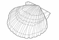 printable seashell printable seashell