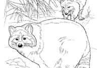 racoon coloring pages