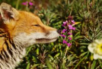 fond ecran gratuit printemps animaux