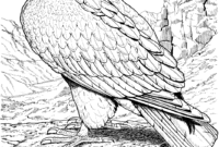 eagle color page eagle color page